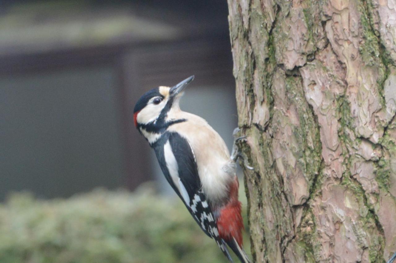 Boshuis Turquoise / Smaakvol Genieten Op De Veluwe Hoenderloo Bagian luar foto