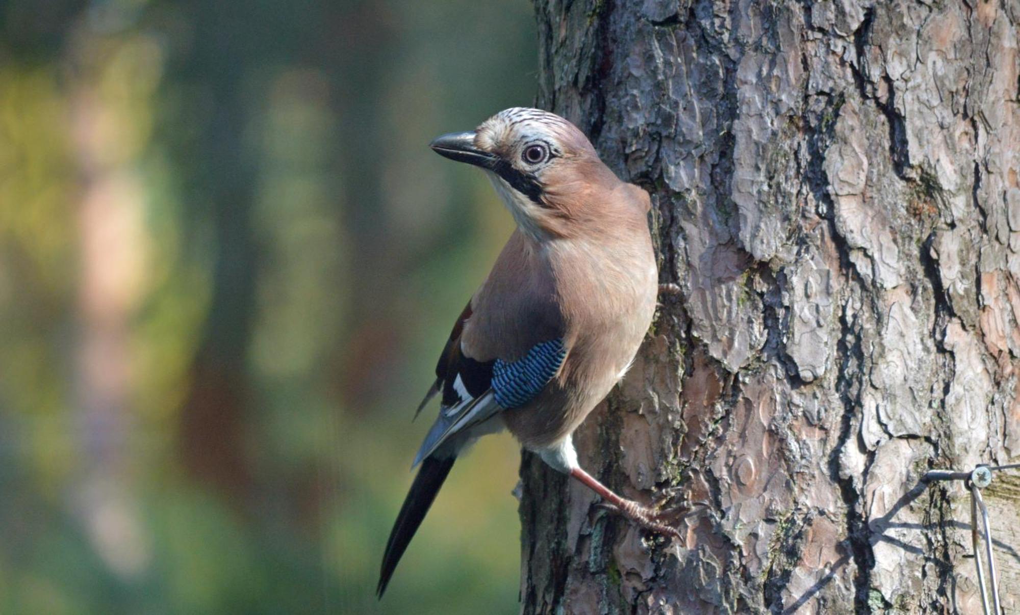 Boshuis Turquoise / Smaakvol Genieten Op De Veluwe Hoenderloo Bagian luar foto