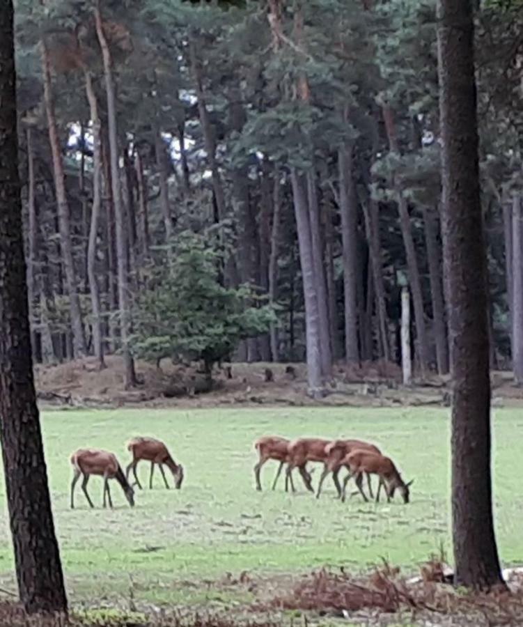 Boshuis Turquoise / Smaakvol Genieten Op De Veluwe Hoenderloo Bagian luar foto