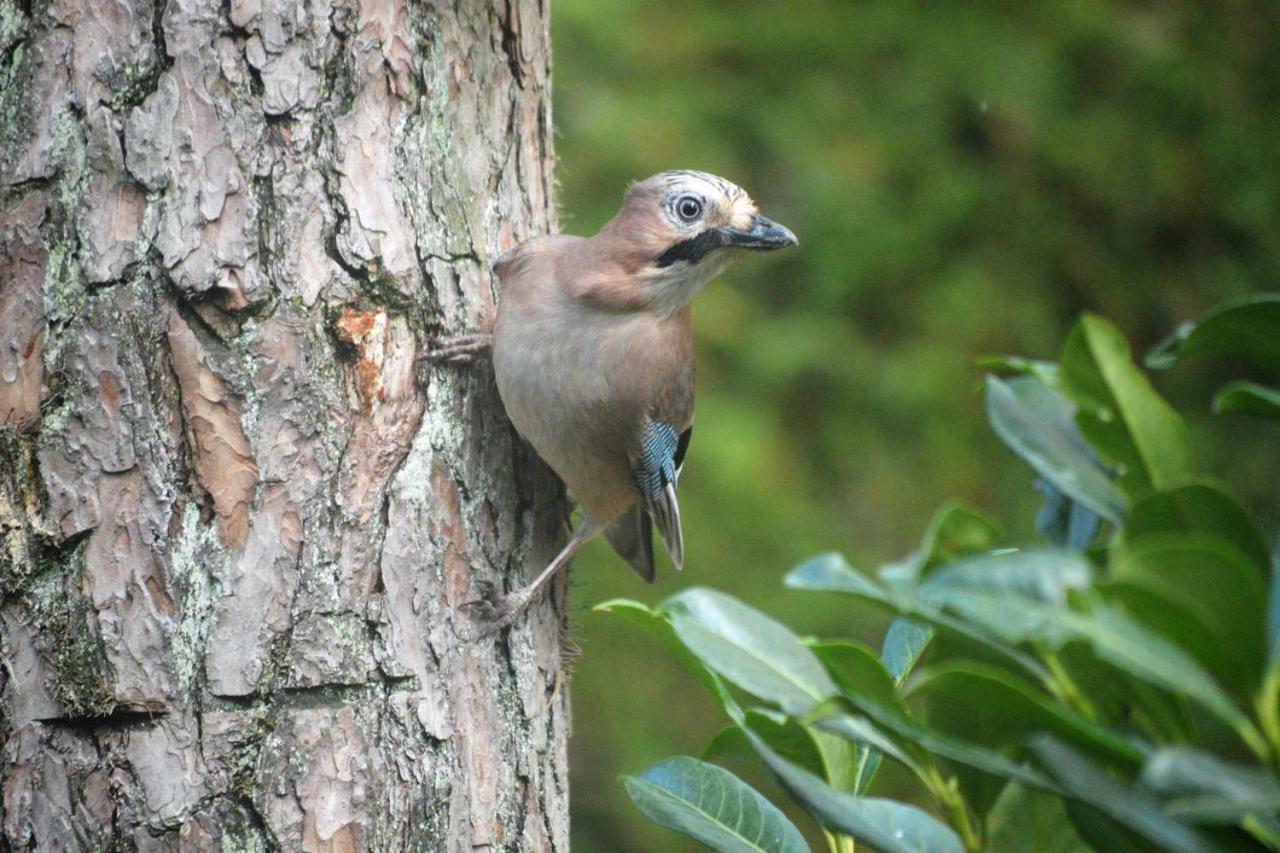 Boshuis Turquoise / Smaakvol Genieten Op De Veluwe Hoenderloo Bagian luar foto